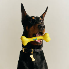 Kith for wagwear Bone - Yellow